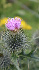 Pink Scottoish Thistle in bloom.