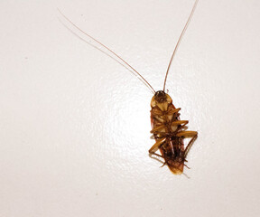 American cockroach on white background 