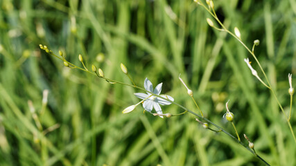 (Anthericum ramosum) Fleur blanche étoilée de Phalangère ramifiée ou anthéricum rameux 