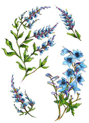 Set Flower Sage and Delphinium Marker Illustration