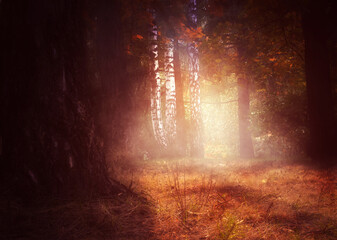 Foggy autumn forest at sunrise