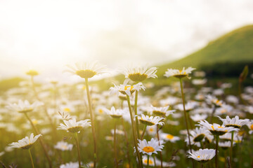 Field of daisies in sunlight, wild flowers in summer © Maresol