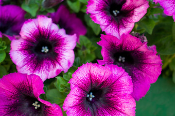 Beautiful purple / violet dense petunia flowers with green leaves in a green flowerpot