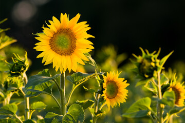 Fleur de tournesol