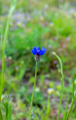 Single blue vibrant cornflwer on a spring green meadow / green field