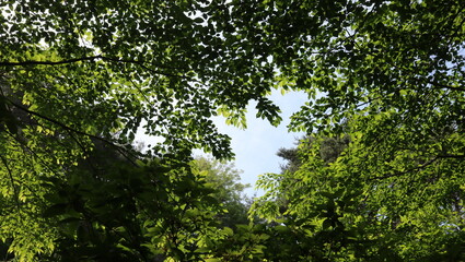 Fototapeta na wymiar green tree branches