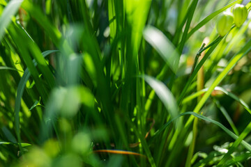 green sprouts of young grass through which the bright rays of the sun shine closeup, shallow depth of field, selective focus. Morning concept in nature