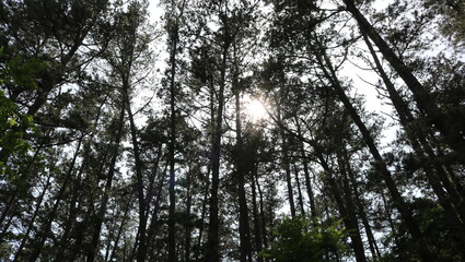 sun in the forest