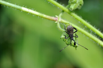 The Young Squash Bug Anasa Tristis on Leaf Image Stock