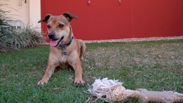 Dogs playing on the background of the house.