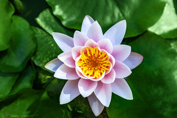 Water lily growing on an artificial water reservoir