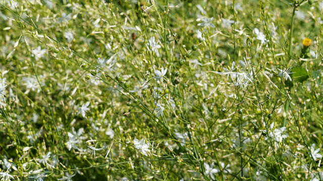 Anthericum ramosum | Phalang&egrave;re ramifi&eacute;e ou Anth&eacute;ricum ramifi&eacute; &agrave; hampes florales aux abondantes grappes de petites fleurs &eacute;toil&eacute;es blanc pur, extr&ecirc;mit&eacute;s des &eacute;tamines jaune