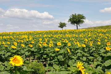 Sonnenblumen auf einem Feld im Weinviertel