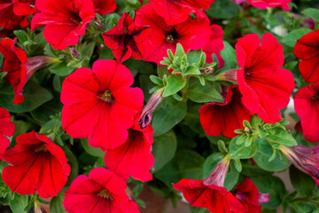 Beautiful red dense petunia flowers with green leaves in a green flowerpot

