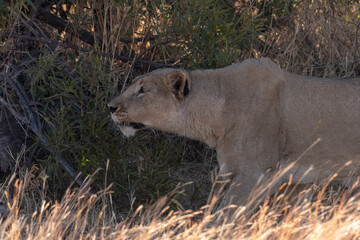 A lioness stalking her prey.