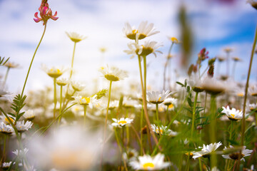 Field of daisies in sunlight, wild flowers in summer