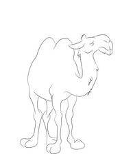vector illustration of a camel standing, line drawing, vector