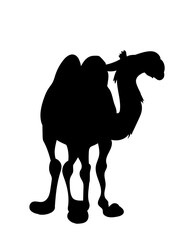 vector illustration of a camel standing, drawing silhouette, vector