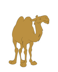 vector illustration of a camel standing, drawing color, vector
