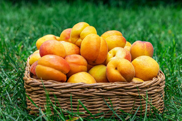 Summer is a picnic time, apricots in a basket on a background of green grass. Fresh fruits.