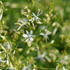 Fototapeta premium (Anthericum ramosum) Fleur blanche étoilée de Phalangère ramifiée ou anthéricum rameux