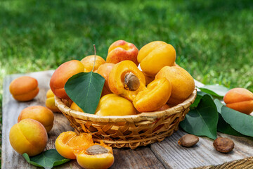 Apricots in a basket on wooden boards outdoors on a background of green grass, picnic time and family vacation. Fresh fruit concept.