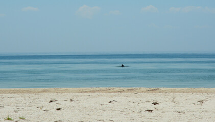 Beautiful seascape with blue sea water, clear sky, golden sand and a dolphin coming close to the shore.