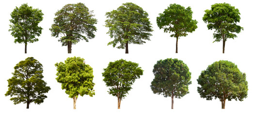 isolated tree green set is located on a white background.Collection of isolated tree green on white background Tropical tree