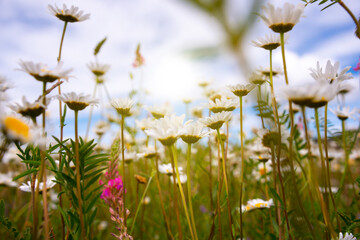 Obraz premium Field of daisies in sunlight, wild flowers in summer
