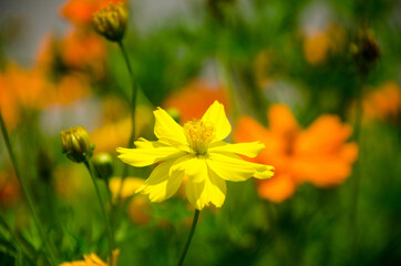 Blooming yellow Mexican Aster with bokeh background in the morning sunrise.