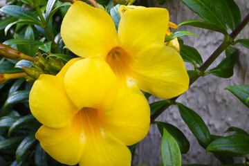 Flowers of various colors in the middle of the garden