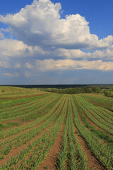 Agriculutral landscape with green meadow