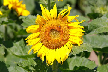 Sonnenblumen auf einem Feld im Weinviertel