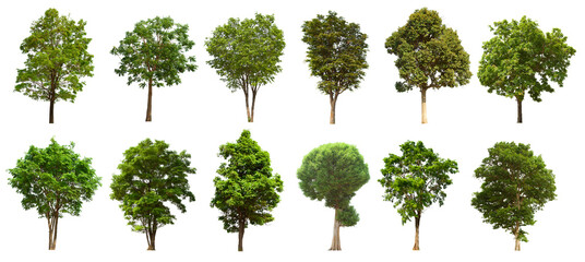 isolated tree green set is located on a white background.Collection of isolated tree green on white background Tropical tree