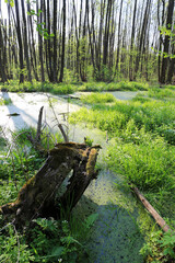 morning scene on bog in forest
