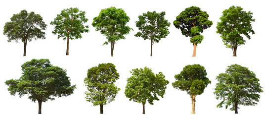 isolated tree green set is located on a white background.Collection of isolated tree green on white background Tropical tree