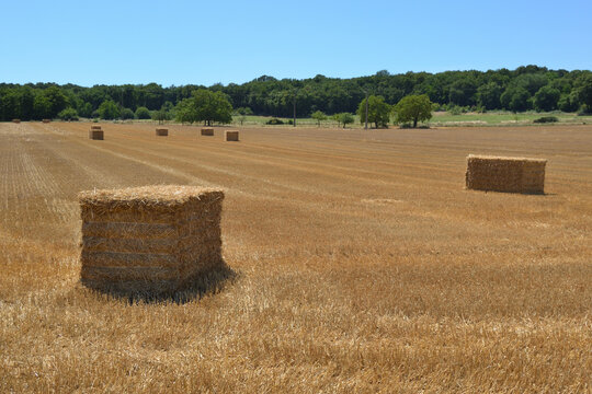 Paysage de campagne, bottes de paille carr&eacute;es