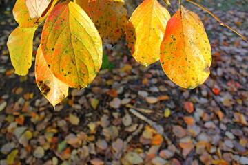 Yellowed autumn leaves. Leaves photographed against the light showing brightness. Dark and diffuse background.