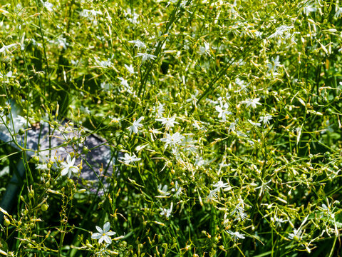 (Anthericum ramosum) Phalang&egrave;re ramifi&eacute;e ou anth&eacute;ricum rameux aux panicules de fleurs blanches, au feuillage lin&eacute;aire et lisse sur des tiges souples et l&eacute;g&egrave;res