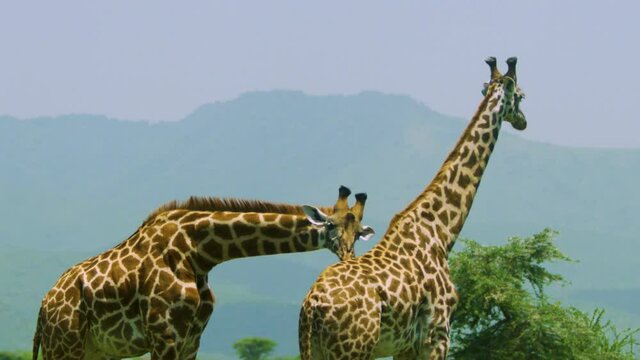 Giraffes Showing Affection And Scratching Each Others Backs In Mutual Relationship