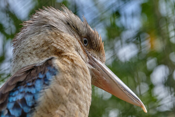 Blue-winged kookaburra, bird sitting on a branch. Wildlife, bird watching