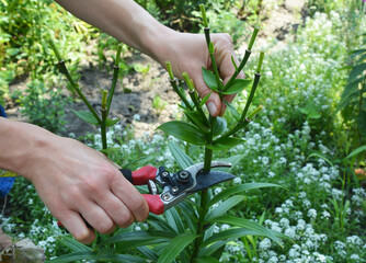 A gardener is deadheading lilies after blooming in summer for the flowers not to produce seeds and...