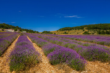 Lavender field