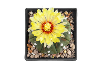 The cactus has yellow flowers in a pot on a white background.