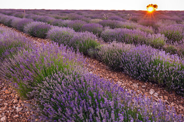 Lavender field