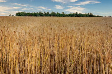 Rye dry field