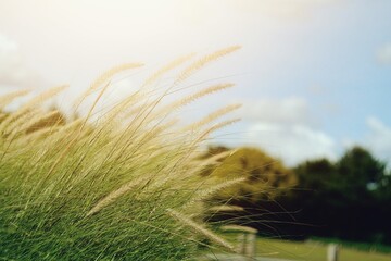 grass flower ingarden