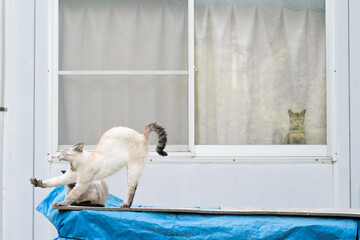 背伸びする猫と奥の家から覗く猫