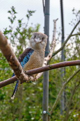 Blue-winged kookaburra, bird sitting on a branch. Wildlife, bird watching