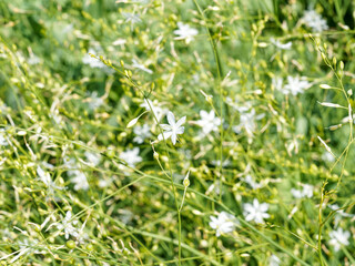 Anthericum ramosum | Phalangère ramifiée ou Anthéricum ramifié à hampes florales aux abondantes grappes de petites fleurs étoilées blanc pur, extrêmités des étamines jaune